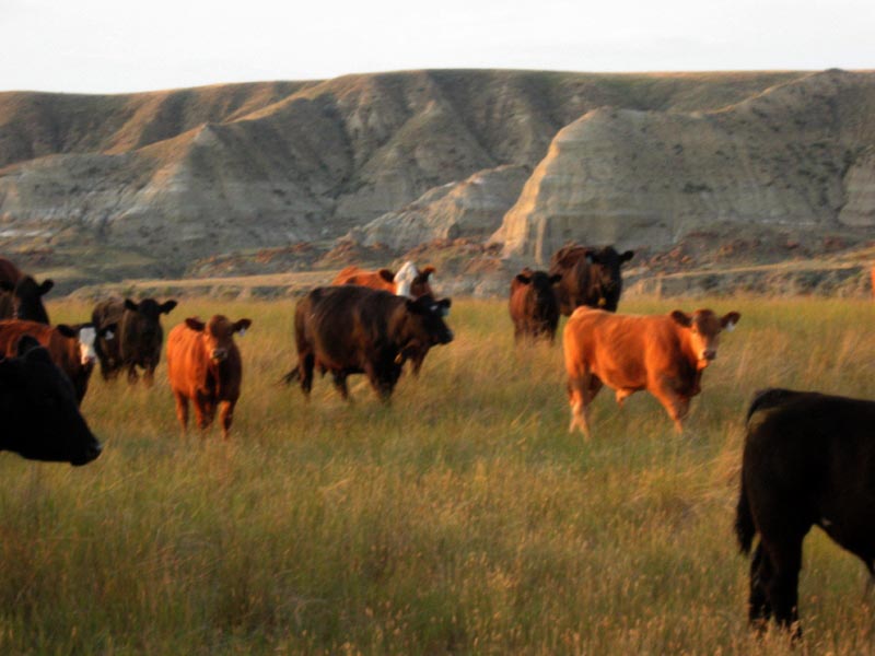 Bulls of the Big Sky Sale<br>13th Annual Bull Sale