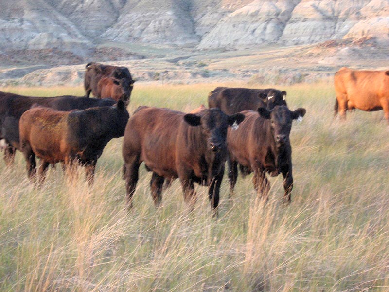 Western Choice <br>Simmental/SimAngus Sale<br>Coming December 6, 2025